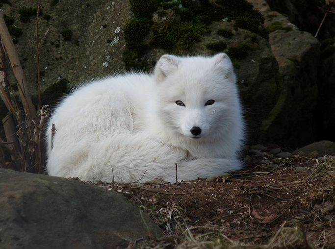 Hewan Peliharaan ‘Big Animal’ yang Bisa Membuat Hari Kamu Ceria